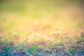 Golden evening on the summer meadow, natural landscape Royalty Free Stock Photo