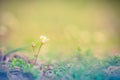 Golden evening on the summer meadow, natural landscape Royalty Free Stock Photo