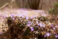 Spring forest with wild irises. Purple march flowers blossom