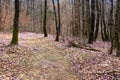 Spring forest with wild irises. Purple march flowers blossom