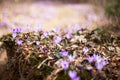 Spring forest with wild irises. Purple march flowers blossom