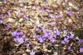 Spring forest with wild irises. Purple march flowers blossom