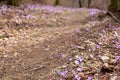 Spring forest with wild irises. Purple march flowers blossom