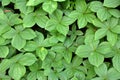 In spring, paris quadrifolia blooms in the forest