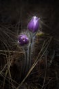 Spring forest wild pasque-flower