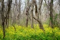 Spring forest in yellow colors
