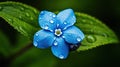 spring forget me not flower Royalty Free Stock Photo