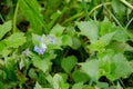 Spring forget-me-nots in the grass