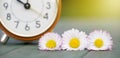 Spring forward, springtime concept, alarm clock and daisy flowers Royalty Free Stock Photo