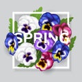 Spring frame with colorful pansy flower and green leaf with spring letters