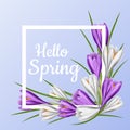 Spring frame with purple and white crocus flower