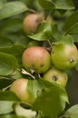 Lithuanian spring fresh apples