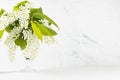 Spring fresh bouquet with white blooming bird cherry branch with green leaves in glass vase as elegant decor in soft light modern. Royalty Free Stock Photo