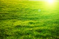 Spring fresh bright green grass at sunset on a warm sunny day. Background of a green grass. Green grass texture . Royalty Free Stock Photo