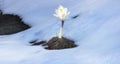 Spring fresh Crocus or saffron white flower primrose in snow Royalty Free Stock Photo