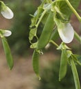 Spring fresh garden pea pods - organic vegetables