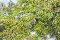 Spring fresh green moss micro life macro Royalty Free Stock Photo