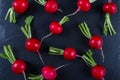 Spring fresh radishes background on the black slate board Royalty Free Stock Photo