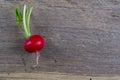 Spring fresh radishes background Royalty Free Stock Photo