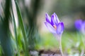 Spring fresh violet Crocus, Luxembourg Royalty Free Stock Photo