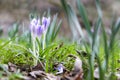 Spring fresh violet Crocus, Luxembourg Royalty Free Stock Photo
