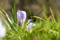 Spring fresh violet Crocus, Luxembourg Royalty Free Stock Photo