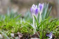 Spring fresh violet Crocus, Luxembourg Royalty Free Stock Photo