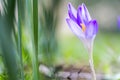 Spring fresh violet Crocus, Luxembourg Royalty Free Stock Photo