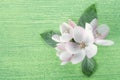 Spring fresh white pink Apple tree flowers with leaves on green wooden background. Flat lay. Copy space Royalty Free Stock Photo