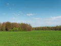 Spring fresh young greens in the field and forest Royalty Free Stock Photo