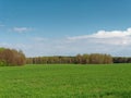 Spring fresh young greens in the field and forest Royalty Free Stock Photo