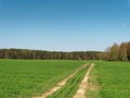 Spring fresh young greens in the field and forest Royalty Free Stock Photo