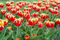 Spring freshness. field with tulips in netherlands. tulip field with various type and color. nature landscape
