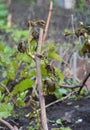 Spring frost destroyed grape harvest. Frost damage to a grapevine. A vineyard, grape buds and leaves damaged with frost Royalty Free Stock Photo