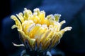 Spring frozen dandelion ,morning frost on a yellow flower Royalty Free Stock Photo