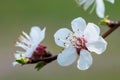 Spring Fruit Flower Royalty Free Stock Photo