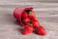 Spring fruits, strawberries in an aluminum bucket Royalty Free Stock Photo