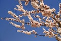 Spring: Cherry Blossom