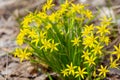 Spring gagea flowers in the forest