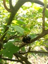 Bumblebee on currant flowers and cherry flowers. Royalty Free Stock Photo