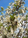 Bumblebee on currant flowers and cherry flowers. Royalty Free Stock Photo