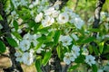 Spring garden. Apple blossom close-up. Royalty Free Stock Photo