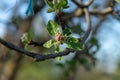 Spring garden. Apple`s flowers on sunset