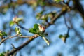 Spring garden. Apple`s flowers on sunset