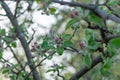 Spring garden. Apple`s flowers on sunset