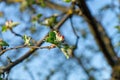 Spring garden. Apple`s flowers on sunset