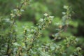 Spring garden background, blooming black currant Royalty Free Stock Photo