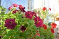 Spring garden on the balcony. Pink and red petunia flowers Royalty Free Stock Photo