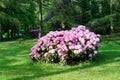 Beautiful blooming azalea - rhododendron Rhododendron Royalty Free Stock Photo