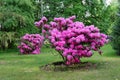 Beautiful blooming azalea - rhododendron Rhododendron Royalty Free Stock Photo
